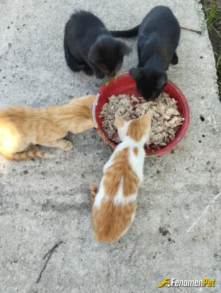 Sokak hayvanı besleme: Mahallemizde ki yavru kedileri besledik fenomen ile yola devam :)