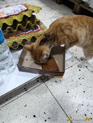 Sokak hayvanı besleme: Mama aldım