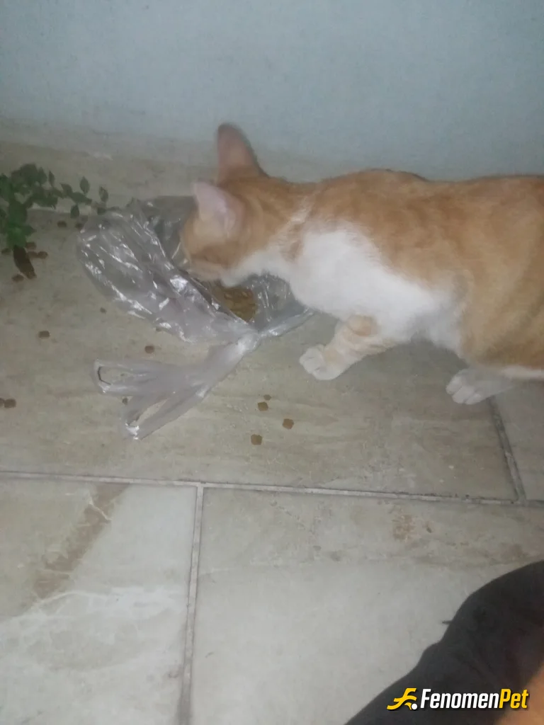 Sokak hayvanı besleme: Kedi ve köpek besledim