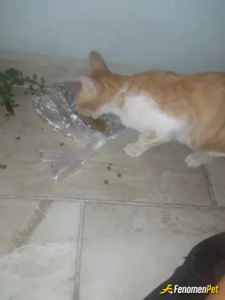 Sokak hayvanı besleme: Kedi ve köpek besledim