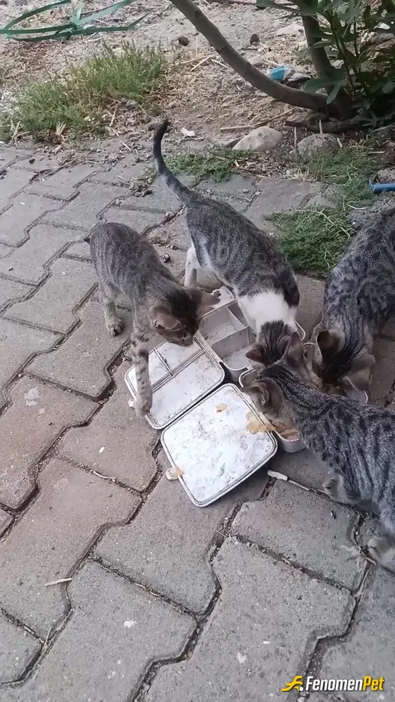 Sokak hayvanı besleme: İyiki fenomenbet iyki siz