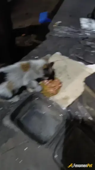 Sokak hayvanı besleme: Fabrikamızın kedilerini besliyoruz. Sokak hayvanları görülüyor fakat onları bizden başkası görmüyor.