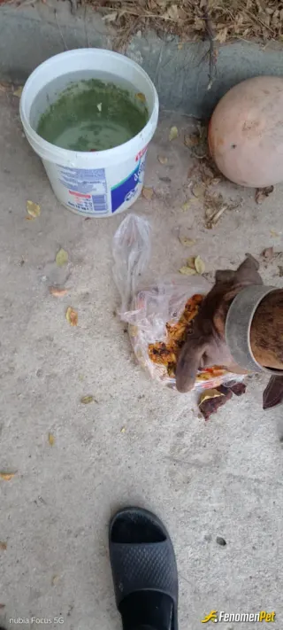 Sokak hayvanı besleme: Yemek veriyorum su veriyorum her köşeye yemek su bırakıyorum