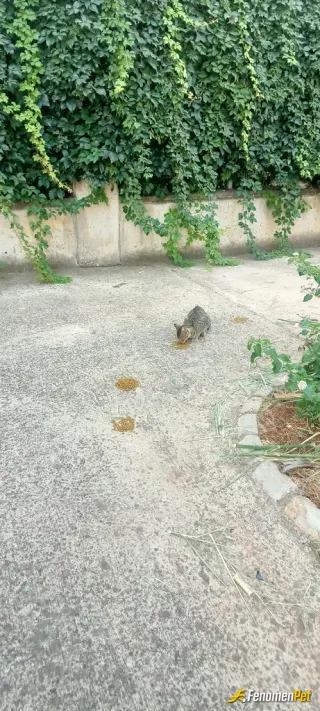 Sokak hayvanı besleme: minaklarim gelmiş