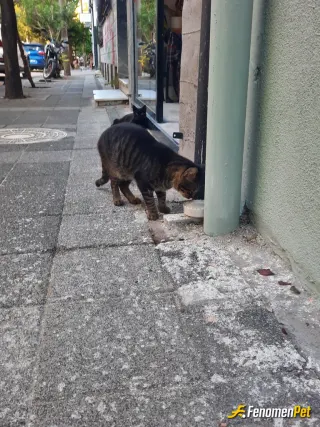 Kehribar7 sokak hayvanını beslerken çektiği fotoğraf