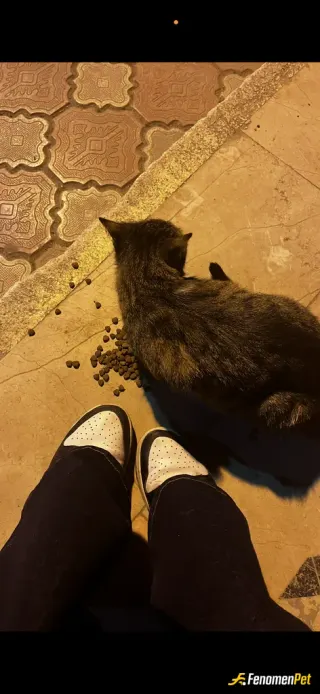 Sokak hayvanı besleme: Mama verdim