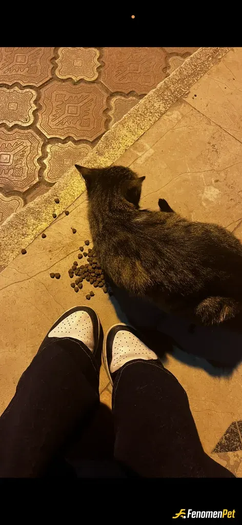 Sokak hayvanı besleme: Mama verdim