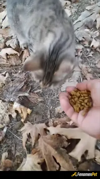 Sokak hayvanı besleme: Kedi evin önündeki bahçede besledim
