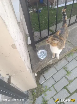 Sokak hayvanı besleme: Kedi besledim mahallemizin kedisi minnoş