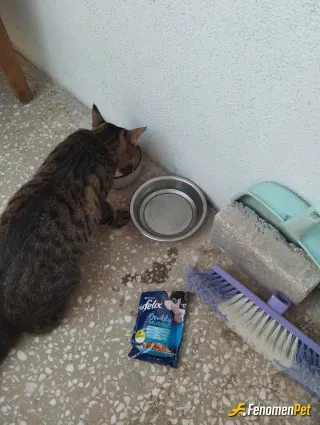 Sokak hayvanı besleme: Harika bir uygulama