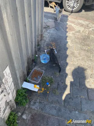Sokak hayvanı besleme: Kendi payını Fenomen sayesinde aldı.