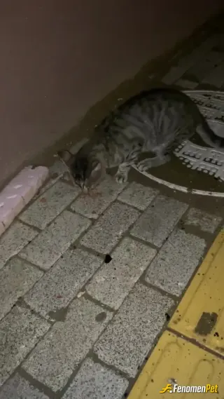 Sokak hayvanı besleme: Pendik ilçesinde mahallemde tekir bir anne kedi