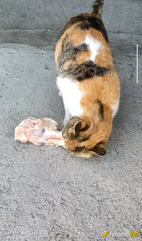 Sokak hayvanı besleme: Beklemek iyi olur