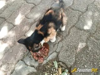 Sokak hayvanı besleme: Yavrular gelismeli:)