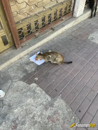 Sokak hayvanı besleme: Mama verdim