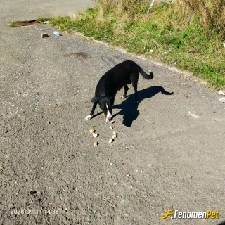 Sokak hayvanı besleme: #fenomenpet gerçekten çok kaliteli ve insanların içini ısıtan bir etkinlik olmuş anne bir köpeğe bu gün yardım