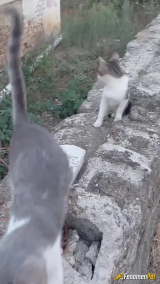 Sokak hayvanı besleme: Bahcemizin misafiriydi  artık bizim oldu ;)