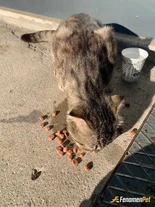 Sokak hayvanı besleme: Sokak canlılarını beslemekten keyif alıyorum. Fakat 3 kez resim gönderdim. Ki resimlerde besleyen benim. Her d