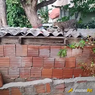 Sokak hayvanı besleme: Mahalleden kedimizi besledim bu sabah