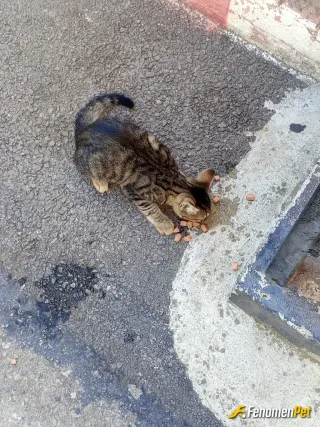 Sokak hayvanı besleme: Hayvanlar sevilir