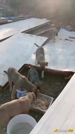 Sokak hayvanı besleme: Minikler :)