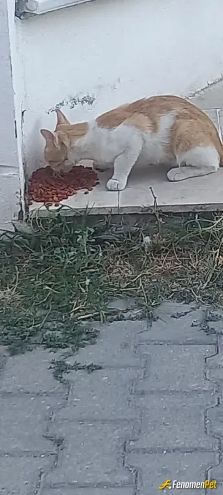 Sokak hayvanı besleme: Mahallemizde elimizden geldiği kadar beslemeye çalısiyoruz