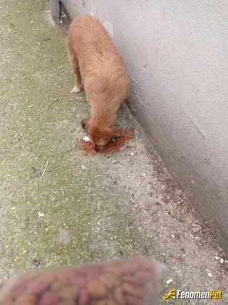 Sokak hayvanı besleme: Sanırım artık beni tanıyorlar. Ben onları bulmuyorum onlar hissedip yanıma geliyor 🐣🐣🤍