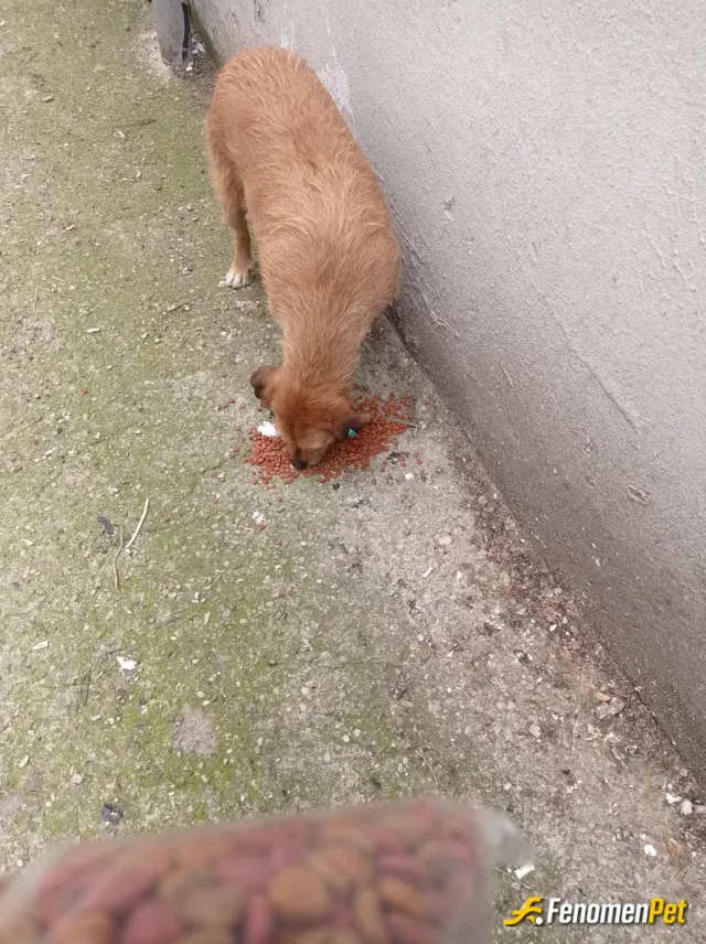 Sokak hayvanı besleme: Sanırım artık beni tanıyorlar. Ben onları bulmuyorum onlar hissedip yanıma geliyor 🐣🐣🤍