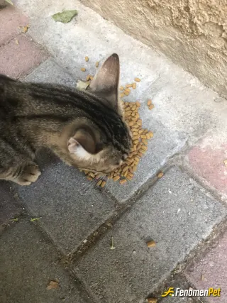 Sokak hayvanı besleme: Ne güzel can bunlar Allah’ın sessiz kulları mama verirken sevincini görseydiniz ❤️❤️