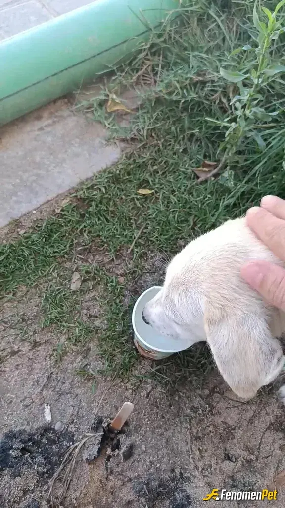 Sokak hayvanı besleme: Yavru köpekcige su verdim hava çok sıcak