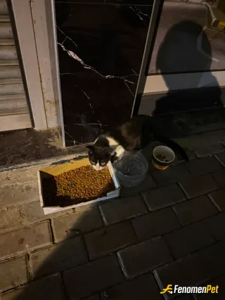 Sokak hayvanı besleme: Mahallemizin cabbarı her gün besleriz