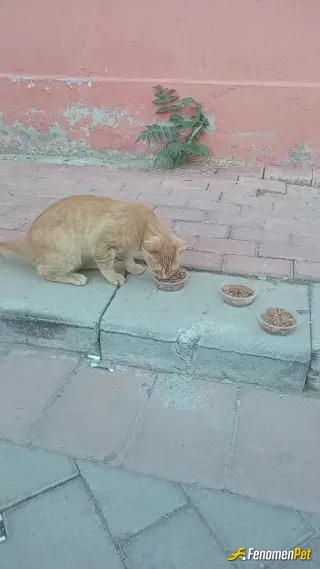Sokak hayvanı besleme: Mahallenin kedileri artık evin önünü mesken tuttular günlük ziyarete geliyolar beni 😌🐱🐱