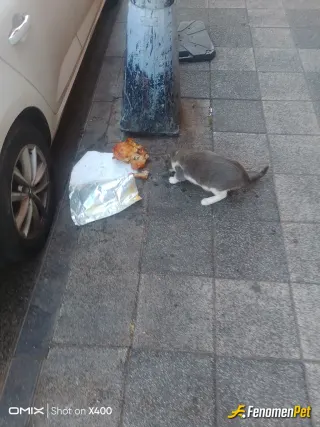 Sokak hayvanı besleme: Bir kızarmış tavuk kendime aldım bir de kedicana