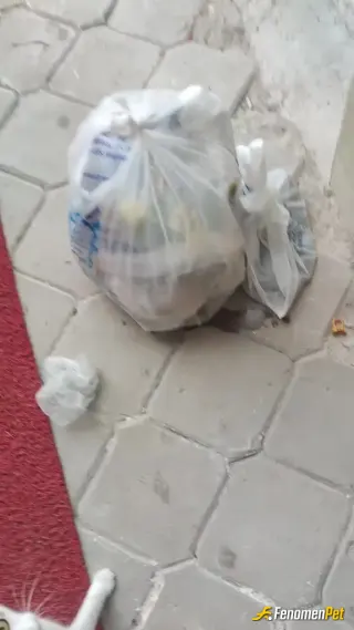 Sokak hayvanı besleme: Napayım kediyi yağmura mı çıkarayım daha sokak işte