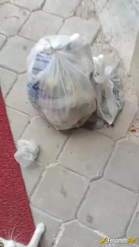 Sokak hayvanı besleme: Napayım kediyi yağmura mı çıkarayım daha sokak işte