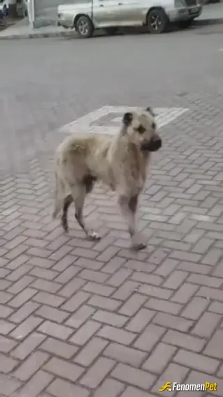 Sokak hayvanı besleme: kız arkadaşımla sokaktaki kopegi