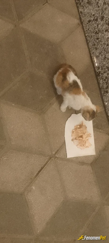 Sokak hayvanı besleme: Minnoşa döner ısmarladım