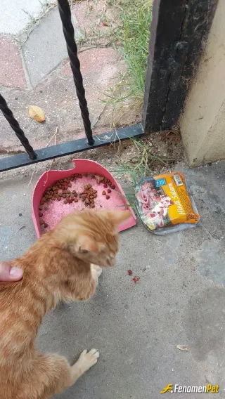 Sokak hayvanı besleme: Sitemizin önündeki hayvancıkları  besliyoruz