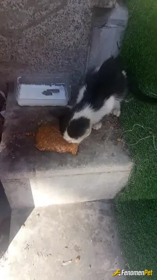 Sokak hayvanı besleme: Sokagimizda beslediğiniz kedilerimizden biri