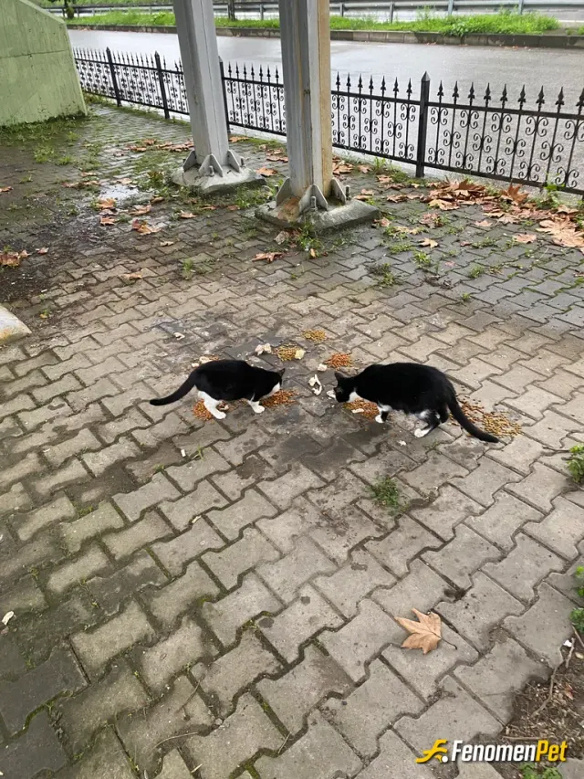 Kartal sokak hayvanını beslerken çektiği fotoğraf