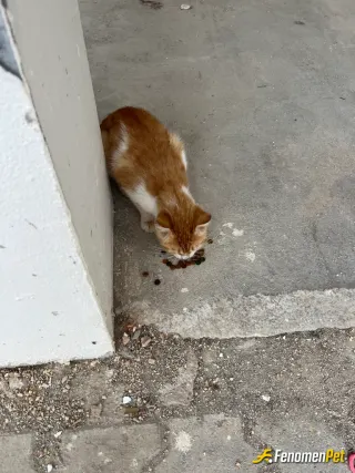 Sokak hayvanı besleme: Kedi evin otoparkında
